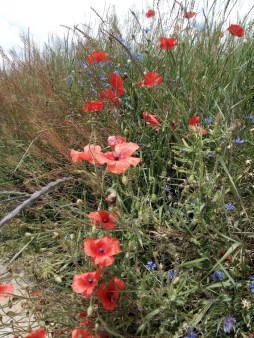 dreta camí a Ll. roselles