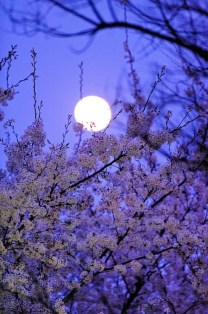 Spring-Full-Moon