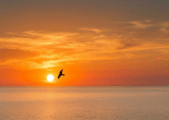 Silhouette of a bird flying in front of a bright orange sunset over a river and hills