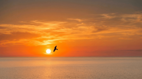 Silhouette of a bird flying in front of a bright orange sunset over a river and hills