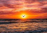 Bird flying in front of a glowing sunset over the ocean