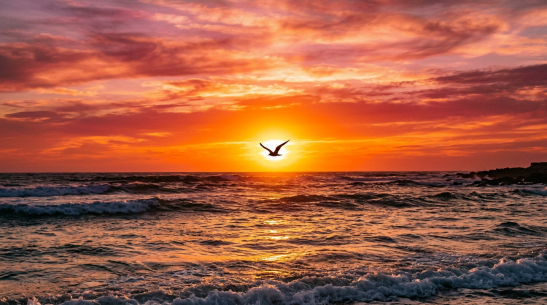 Bird flying in front of a glowing sunset over the ocean