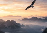 Eagle soaring over misty mountains at sunset